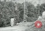 Image sélecteurs orange américain mexicain Farmersville California USA, 1968, de la seconde 17 séquences d'archives historiques vidéo 65675058041