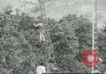 Image sélecteurs orange américain mexicain Farmersville California USA, 1968, de la seconde 19 séquences d'archives historiques vidéo 65675058041