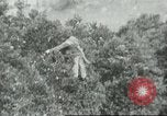 Image sélecteurs orange américain mexicain Farmersville California USA, 1968, de la seconde 24 séquences d'archives historiques vidéo 65675058041