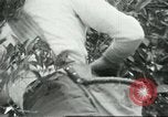 Image sélecteurs orange américain mexicain Farmersville California USA, 1968, de la seconde 36 séquences d'archives historiques vidéo 65675058041