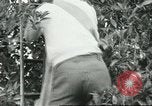 Image sélecteurs orange américain mexicain Farmersville California USA, 1968, de la seconde 38 séquences d'archives historiques vidéo 65675058041