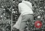 Image sélecteurs orange américain mexicain Farmersville California USA, 1968, de la seconde 39 séquences d'archives historiques vidéo 65675058041