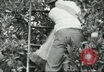 Image sélecteurs orange américain mexicain Farmersville California USA, 1968, de la seconde 40 séquences d'archives historiques vidéo 65675058041