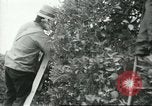Image sélecteurs orange américain mexicain Farmersville California USA, 1968, de la seconde 41 séquences d'archives historiques vidéo 65675058041