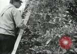 Image sélecteurs orange américain mexicain Farmersville California USA, 1968, de la seconde 42 séquences d'archives historiques vidéo 65675058041