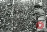 Image sélecteurs orange américain mexicain Farmersville California USA, 1968, de la seconde 46 séquences d'archives historiques vidéo 65675058041