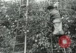 Image sélecteurs orange américain mexicain Farmersville California USA, 1968, de la seconde 47 séquences d'archives historiques vidéo 65675058041