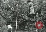 Image sélecteurs orange américain mexicain Farmersville California USA, 1968, de la seconde 48 séquences d'archives historiques vidéo 65675058041