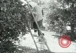Image sélecteurs orange américain mexicain Farmersville California USA, 1968, de la seconde 50 séquences d'archives historiques vidéo 65675058041