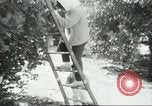 Image sélecteurs orange américain mexicain Farmersville California USA, 1968, de la seconde 51 séquences d'archives historiques vidéo 65675058041