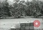Standbild mexikanischen American orange Picker Farmersville California USA, 1968, aus Sekunde 1 historischem Filmmaterial Videoclip 65675058042