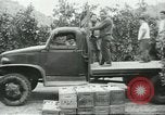 Standbild mexikanischen American orange Picker Farmersville California USA, 1968, aus Sekunde 4 historischem Filmmaterial Videoclip 65675058042