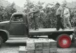 Standbild mexikanischen American orange Picker Farmersville California USA, 1968, aus Sekunde 5 historischem Filmmaterial Videoclip 65675058042