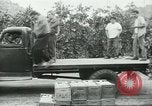 Standbild mexikanischen American orange Picker Farmersville California USA, 1968, aus Sekunde 7 historischem Filmmaterial Videoclip 65675058042