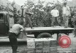 Standbild mexikanischen American orange Picker Farmersville California USA, 1968, aus Sekunde 11 historischem Filmmaterial Videoclip 65675058042