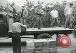 Standbild mexikanischen American orange Picker Farmersville California USA, 1968, aus Sekunde 12 historischem Filmmaterial Videoclip 65675058042