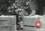 Standbild mexikanischen American orange Picker Farmersville California USA, 1968, aus Sekunde 20 historischem Filmmaterial Videoclip 65675058042