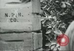 Standbild mexikanischen American orange Picker Farmersville California USA, 1968, aus Sekunde 22 historischem Filmmaterial Videoclip 65675058042