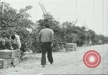 Standbild mexikanischen American orange Picker Farmersville California USA, 1968, aus Sekunde 30 historischem Filmmaterial Videoclip 65675058042