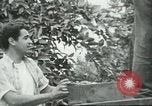 Standbild mexikanischen American orange Picker Farmersville California USA, 1968, aus Sekunde 46 historischem Filmmaterial Videoclip 65675058042