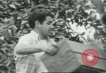Standbild mexikanischen American orange Picker Farmersville California USA, 1968, aus Sekunde 51 historischem Filmmaterial Videoclip 65675058042