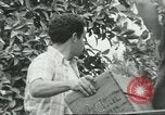 Standbild mexikanischen American orange Picker Farmersville California USA, 1968, aus Sekunde 52 historischem Filmmaterial Videoclip 65675058042