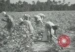 Standbild Baumwolle Landwirtschaft Chula Georgia USA, 1931, aus Sekunde 10 historischem Filmmaterial Videoclip 65675058053