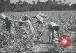 Standbild Baumwolle Landwirtschaft Chula Georgia USA, 1931, aus Sekunde 11 historischem Filmmaterial Videoclip 65675058053