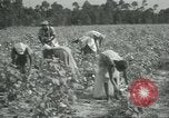 Standbild Baumwolle Landwirtschaft Chula Georgia USA, 1931, aus Sekunde 12 historischem Filmmaterial Videoclip 65675058053