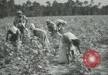 Standbild Baumwolle Landwirtschaft Chula Georgia USA, 1931, aus Sekunde 13 historischem Filmmaterial Videoclip 65675058053