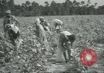 Standbild Baumwolle Landwirtschaft Chula Georgia USA, 1931, aus Sekunde 14 historischem Filmmaterial Videoclip 65675058053