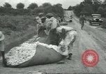 Standbild Baumwolle Landwirtschaft Chula Georgia USA, 1931, aus Sekunde 34 historischem Filmmaterial Videoclip 65675058053