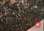 Image of demonstrations Washington DC USA, 1969, second 44 stock footage video 65675058085