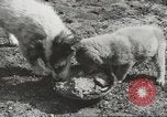 Standbild Rationierung von Lebensmitteln United States USA, 1943, aus Sekunde 40 historischem Filmmaterial Videoclip 65675058157
