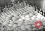 Image of processing of eggs Chicago Illinois USA, 1943, second 62 stock footage video 65675058162