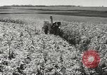 Image of agriculture activities United States USA, 1946, second 6 stock footage video 65675058167