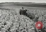 Image of agriculture activities United States USA, 1946, second 7 stock footage video 65675058167