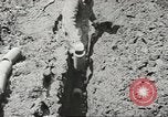 Image of agriculture activities United States USA, 1945, second 60 stock footage video 65675058168