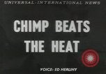Image chimpanzé California United States USA, 1953, de la seconde 1 séquences d'archives historiques vidéo 65675058248
