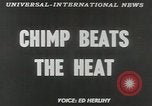 Image chimpanzé California United States USA, 1953, de la seconde 3 séquences d'archives historiques vidéo 65675058248
