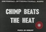 Image chimpanzé California United States USA, 1953, de la seconde 4 séquences d'archives historiques vidéo 65675058248