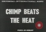 Image chimpanzé California United States USA, 1953, de la seconde 5 séquences d'archives historiques vidéo 65675058248