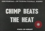 Image chimpanzé California United States USA, 1953, de la seconde 6 séquences d'archives historiques vidéo 65675058248