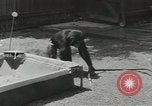 Image chimpanzé California United States USA, 1953, de la seconde 7 séquences d'archives historiques vidéo 65675058248