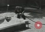 Image chimpanzé California United States USA, 1953, de la seconde 8 séquences d'archives historiques vidéo 65675058248