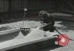 Image chimpanzé California United States USA, 1953, de la seconde 10 séquences d'archives historiques vidéo 65675058248