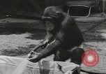 Image chimpanzé California United States USA, 1953, de la seconde 11 séquences d'archives historiques vidéo 65675058248
