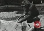 Image chimpanzé California United States USA, 1953, de la seconde 12 séquences d'archives historiques vidéo 65675058248