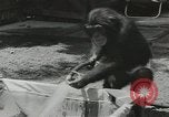 Image chimpanzé California United States USA, 1953, de la seconde 13 séquences d'archives historiques vidéo 65675058248