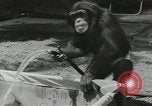 Image chimpanzé California United States USA, 1953, de la seconde 14 séquences d'archives historiques vidéo 65675058248